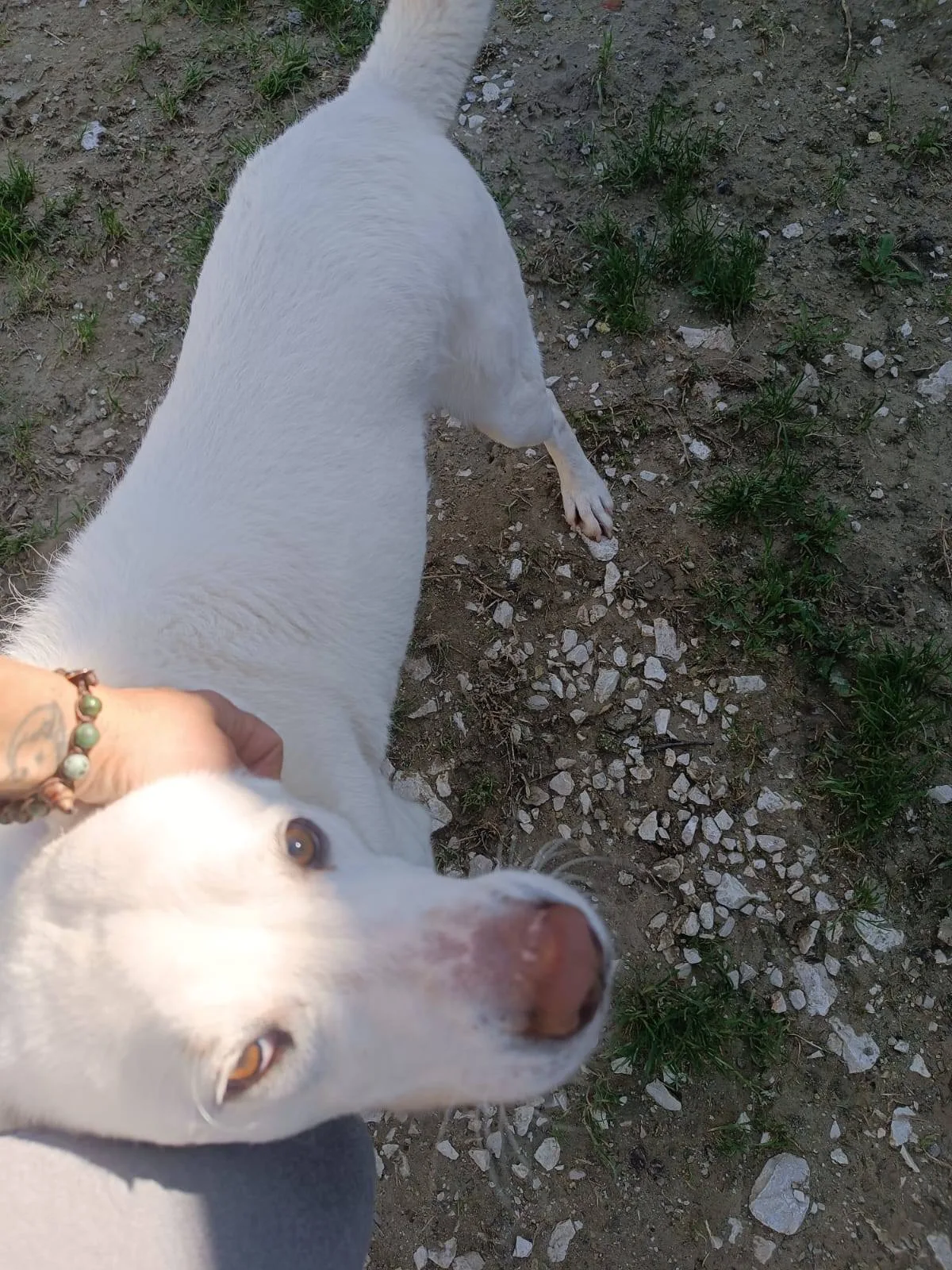 Casper, cane meticcio in adozione a Latina - foto 3