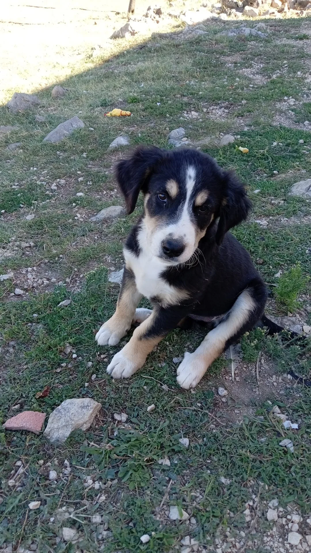 Jacqueline, cane Meticcio in adozione a Avellino - foto 1
