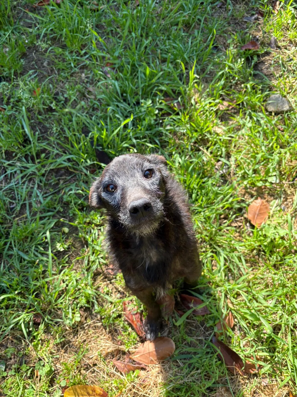 Tobia, cane Meticcio in adozione a Avellino - foto 2