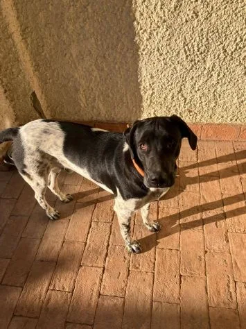 Woody, cane meticcio in adozione a Latina - foto 2