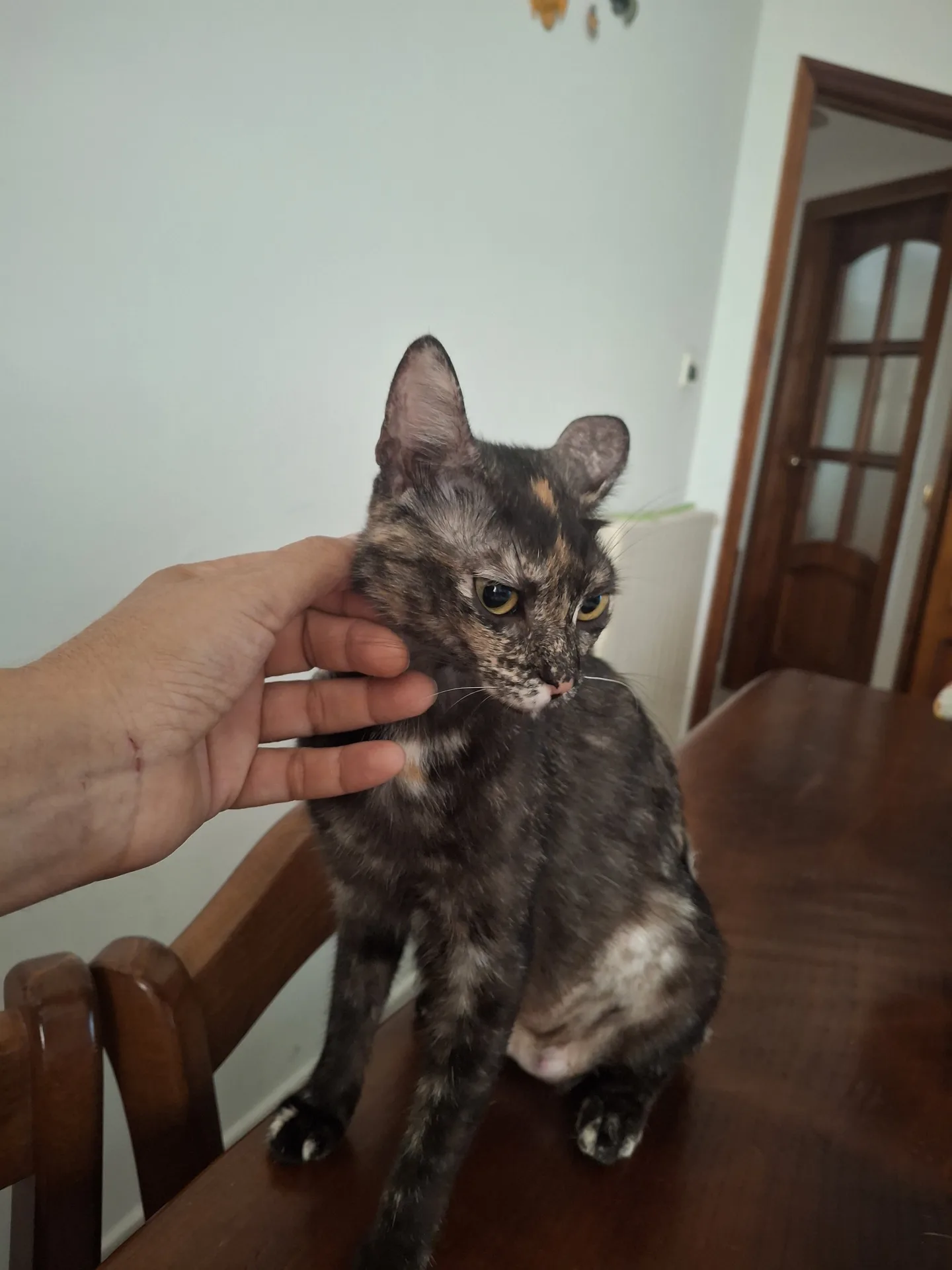 Mia, gatto Europea in adozione a Palermo - foto 3