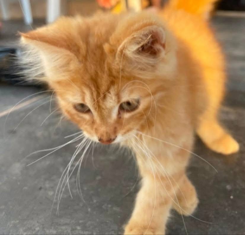 Perla, gatto Europeo a pelo semilungo in adozione