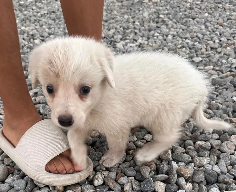 Aurora, cane Meticcio in adozione a Crotone - foto 2