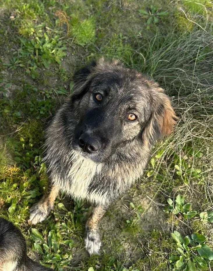 Mia, cane Meticcio in adozione a Crotone - foto 3
