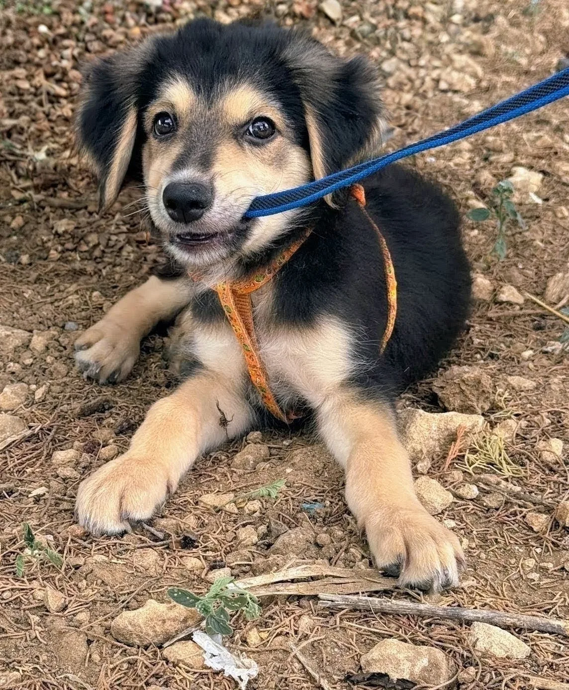 ADAM, cane Meticcio in adozione a Taranto - foto 3