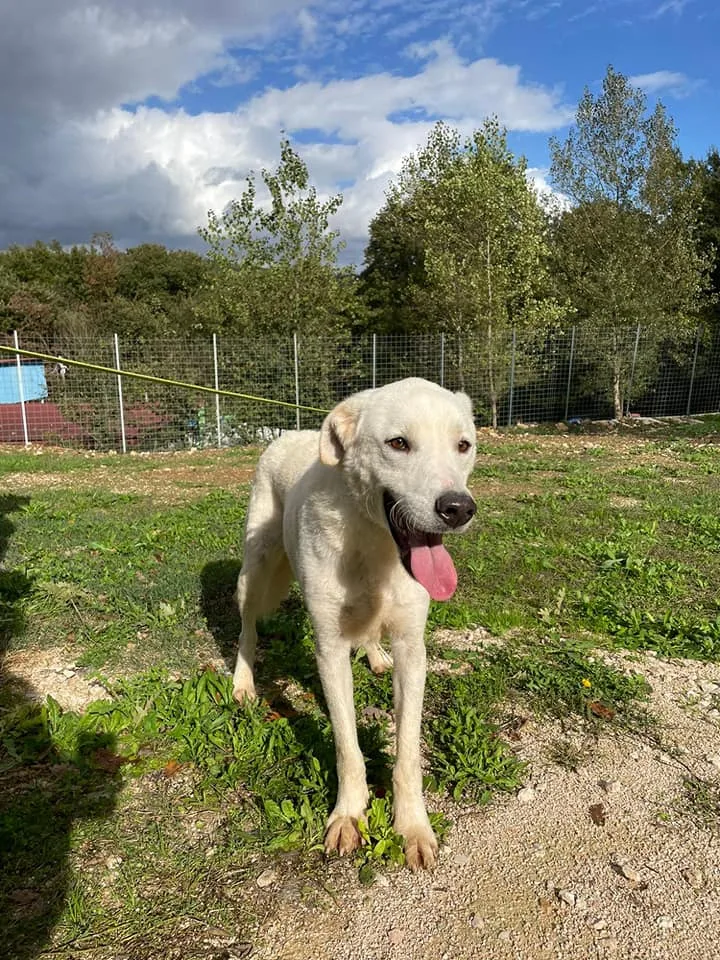 Loden, cane meticcio in adozione a Frosinone - foto 5