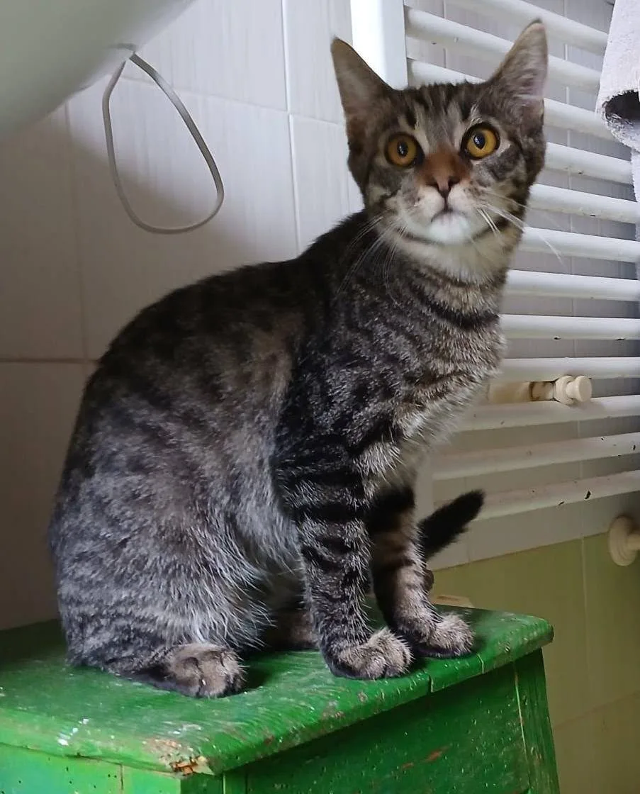 Hari, gatto in adozione a Latina - foto 2