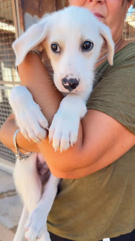 Nuvola, cane in adozione a Trapani - foto 4