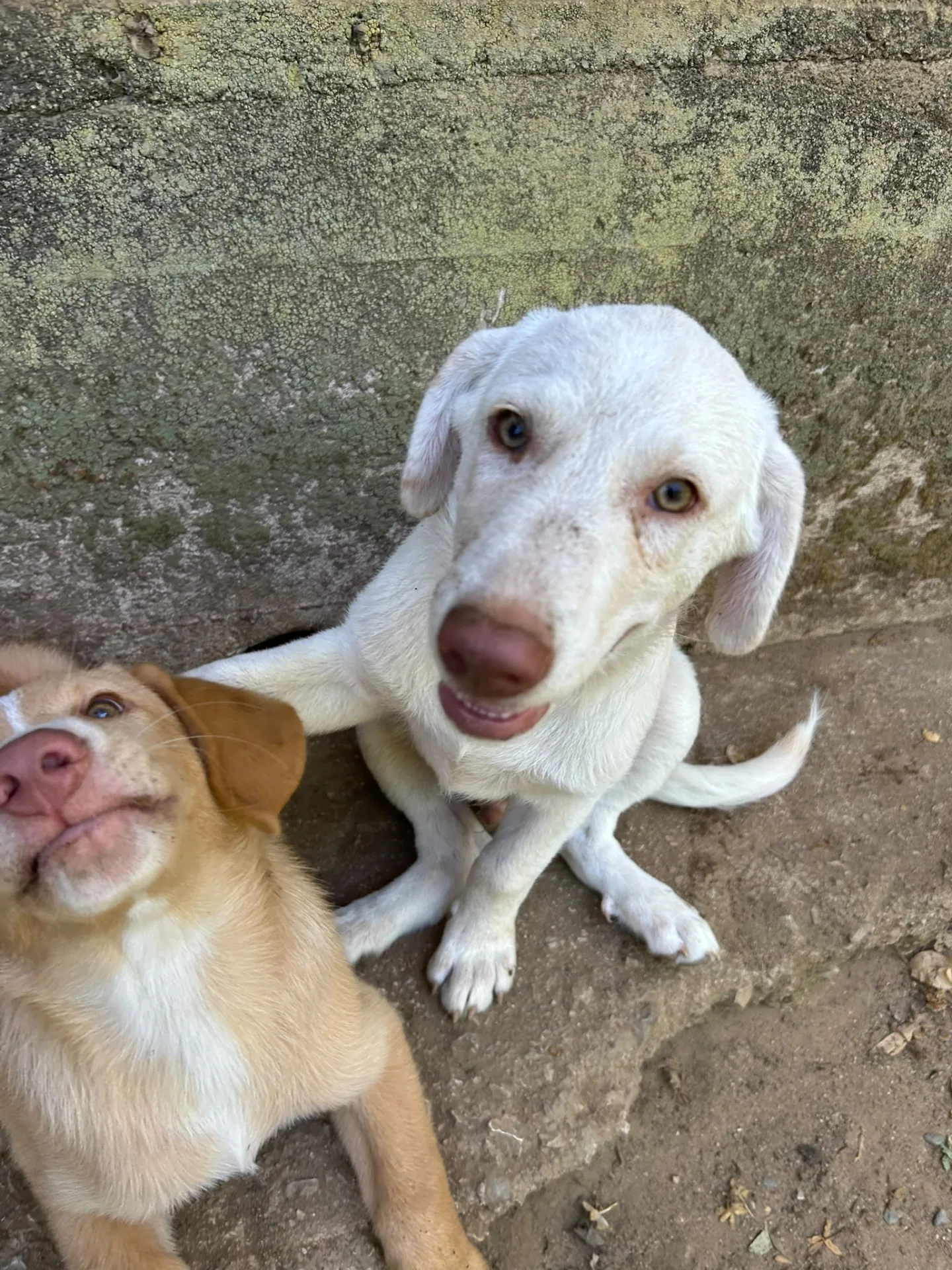 Lumi, cane Meticcio in adozione a Messina - foto 4