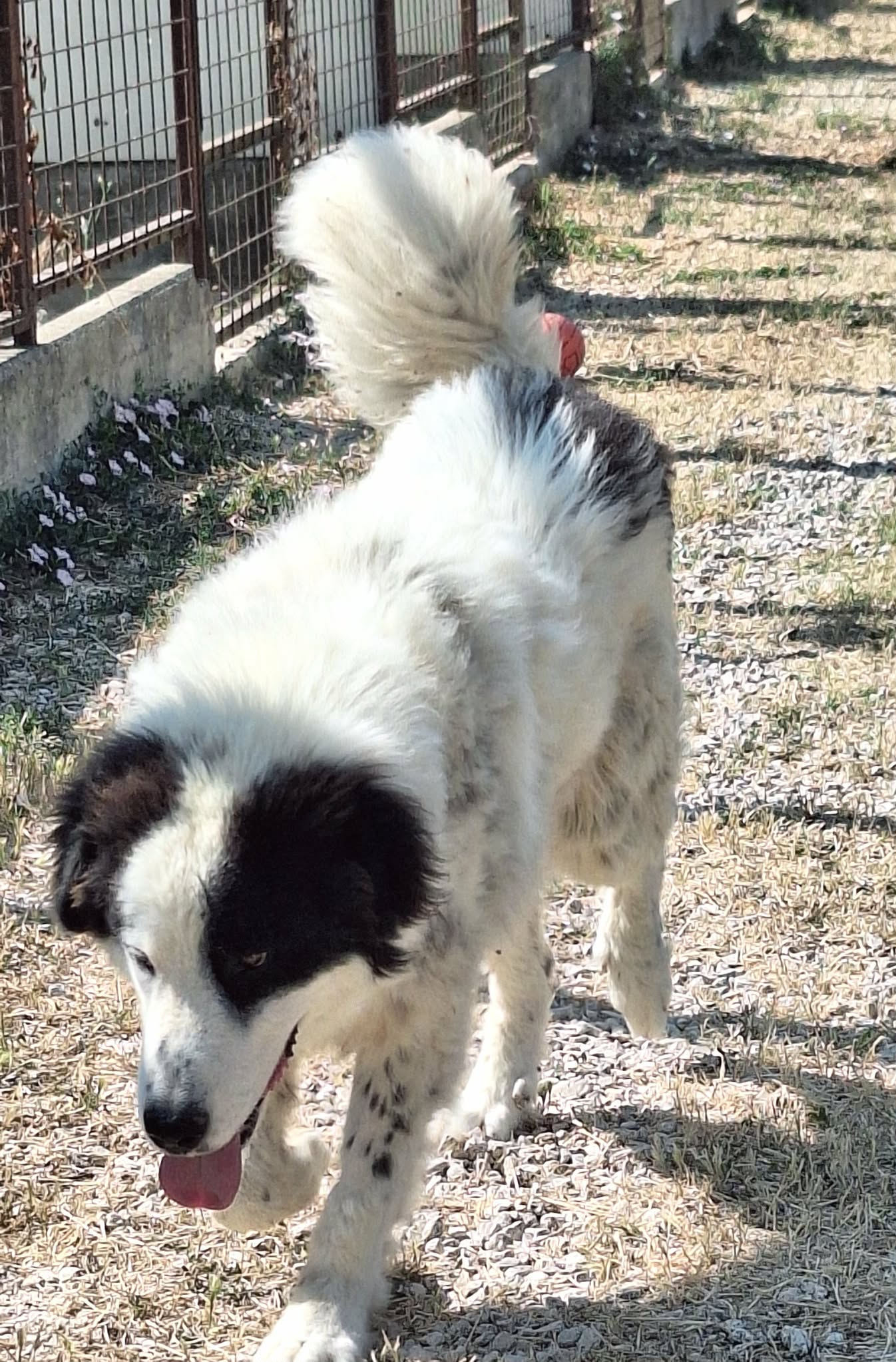 Foto 2 di Giulio Cesare, cane meticcio in adozione