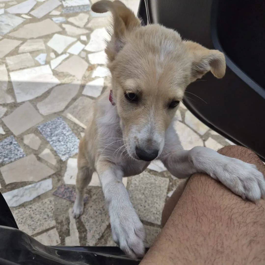 Fiamma, cane Meticcio in adozione a Crotone - foto 5
