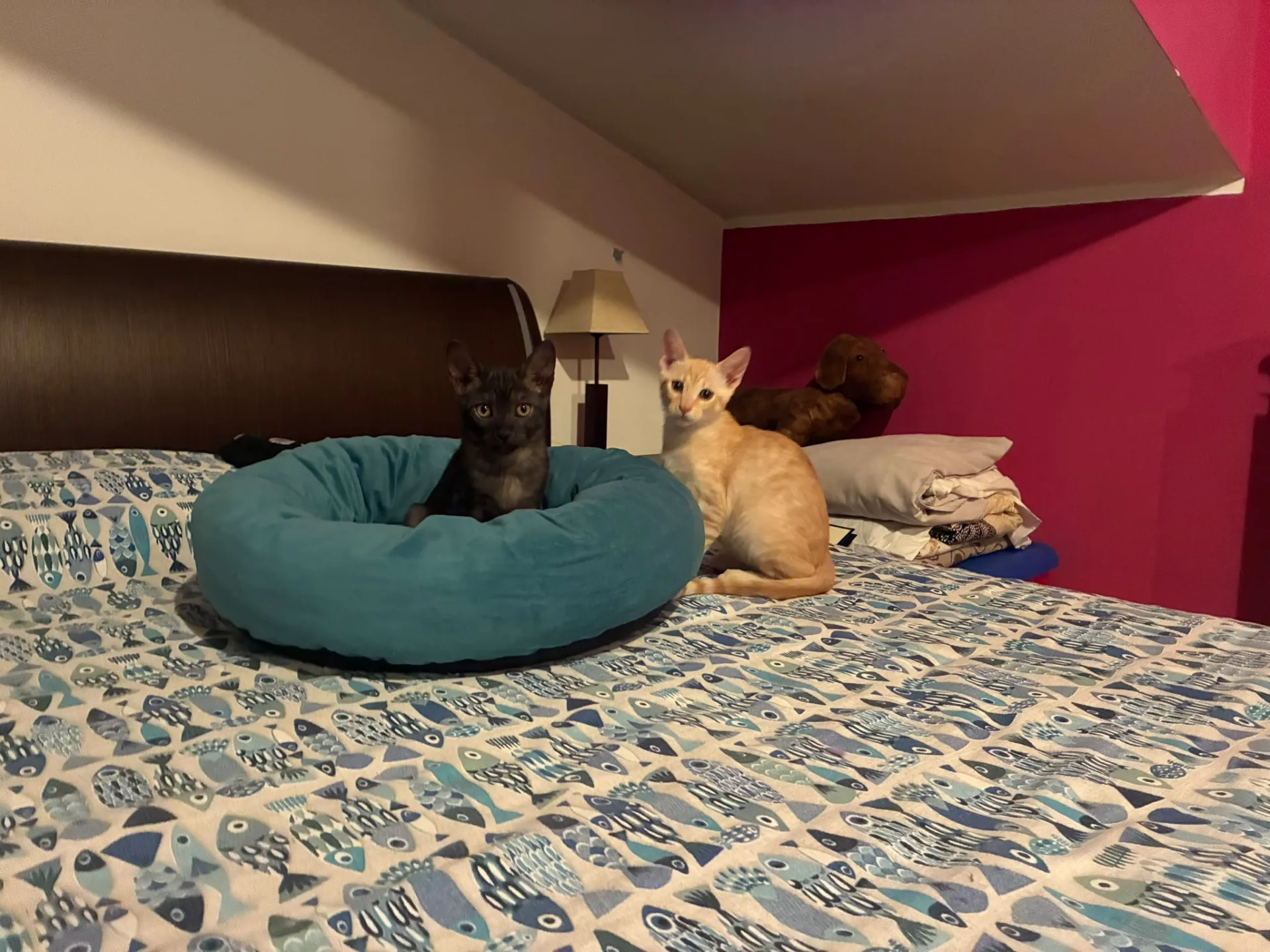 Gino, gatto in adozione a Roma - foto 4