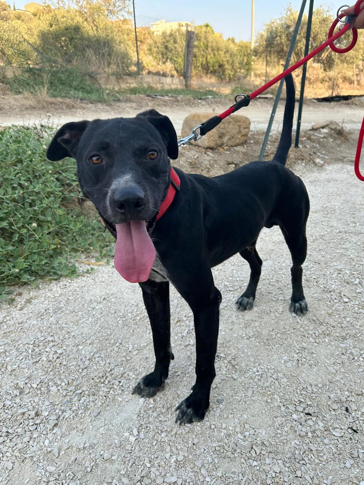 Freddy, cane Meticcio in adozione