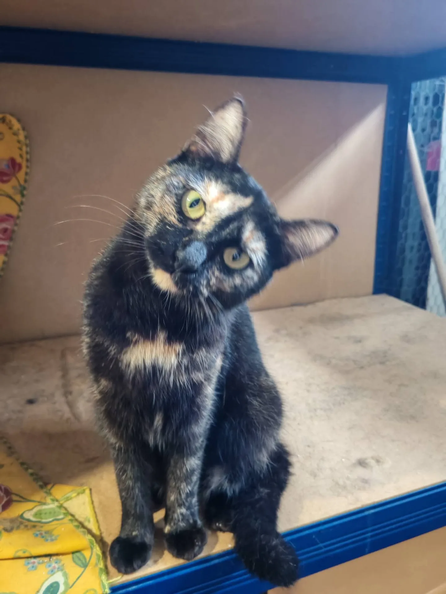 Cassandra e Sibilla, gatto europeo in adozione a Milano - foto 3