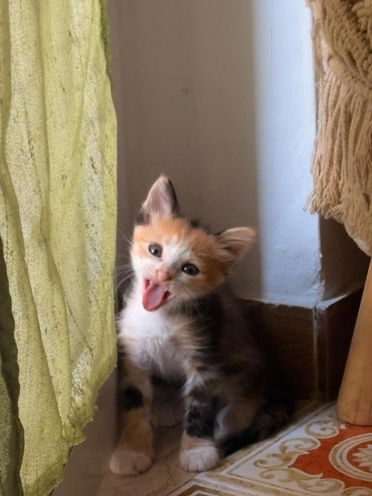 Candy, gatto Europeo in adozione a Trapani - foto 2