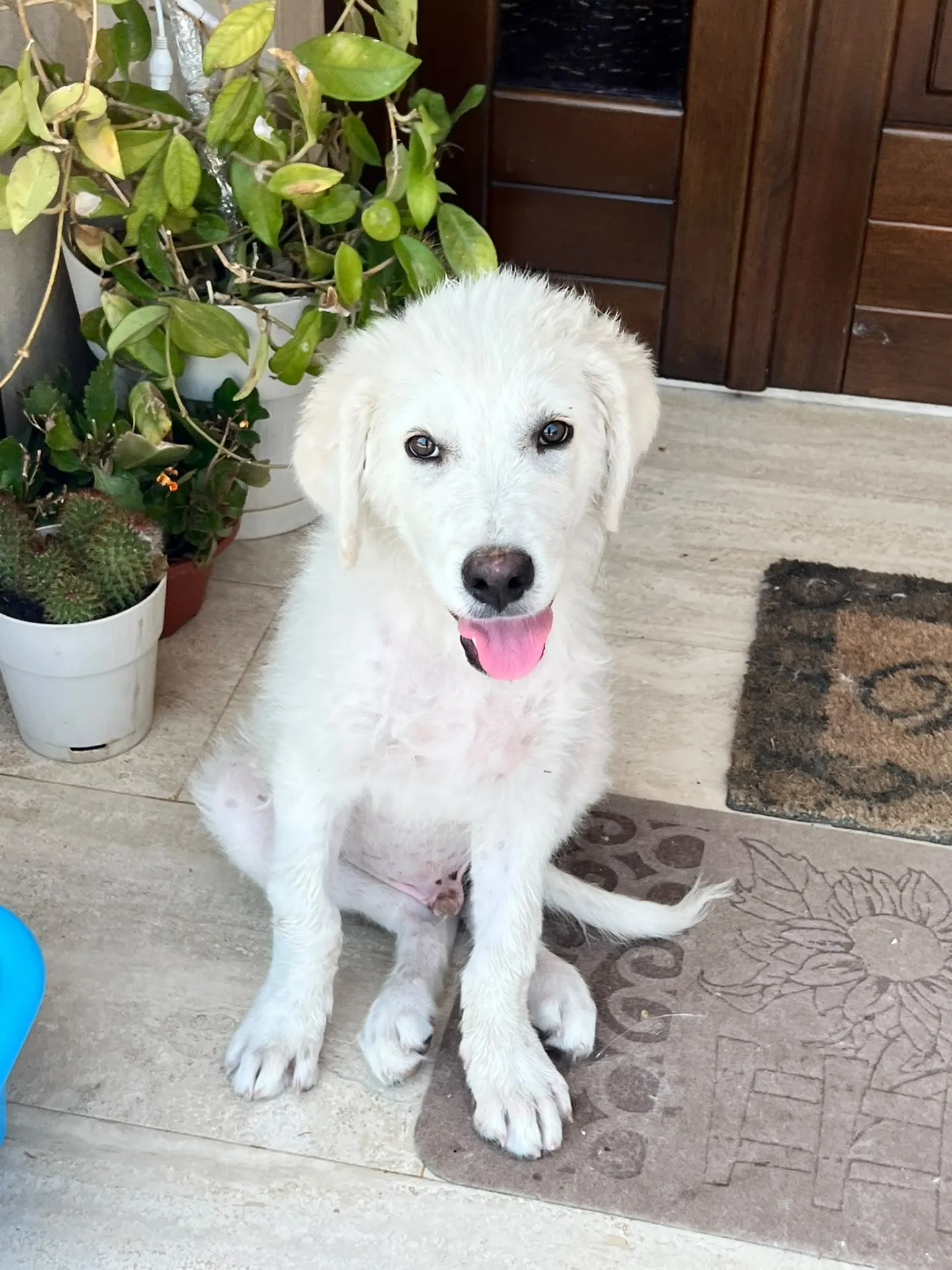 Vito, cane Mix maremmano in adozione a Trapani - foto 3