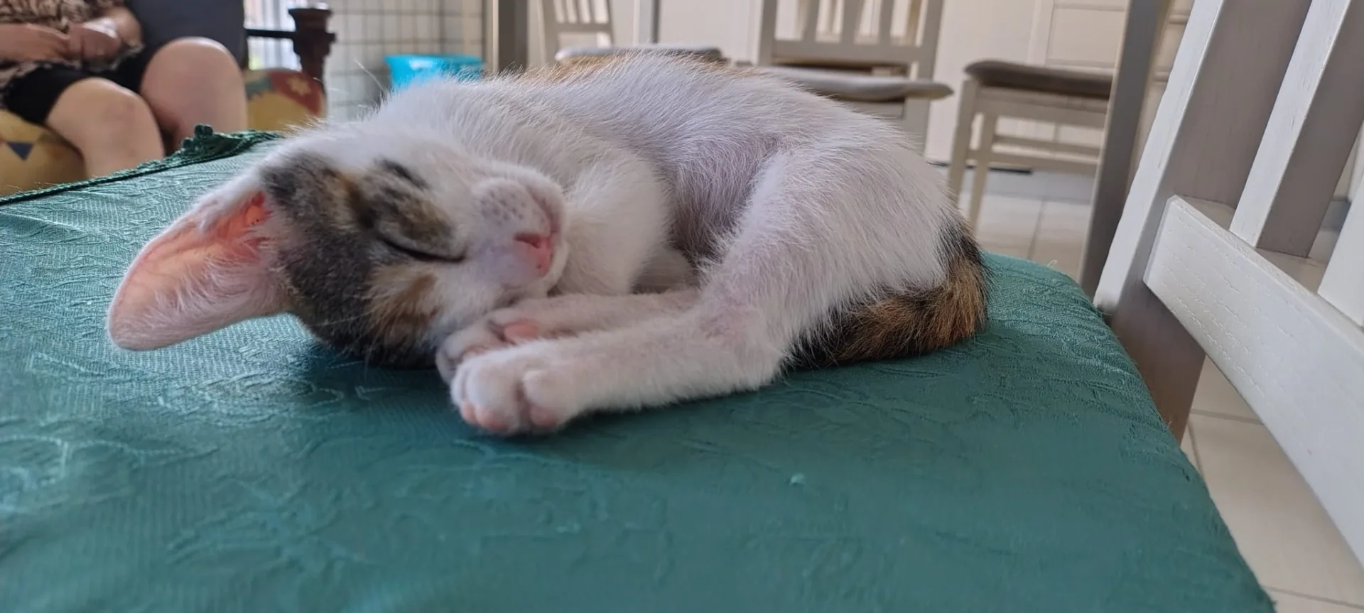 Foto 4 di Sofia, gatto Europea in adozione