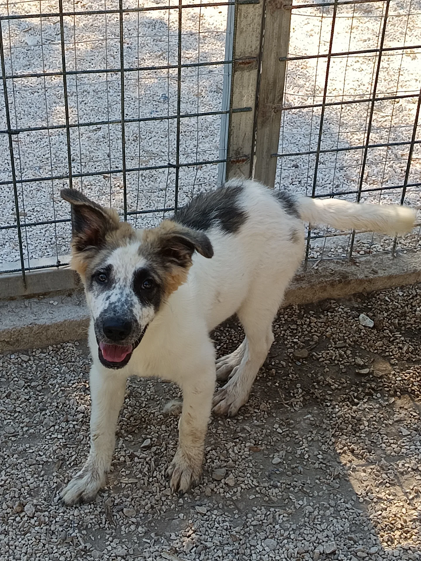 Lillo, cane Meticcio in adozione a Bari - foto 3