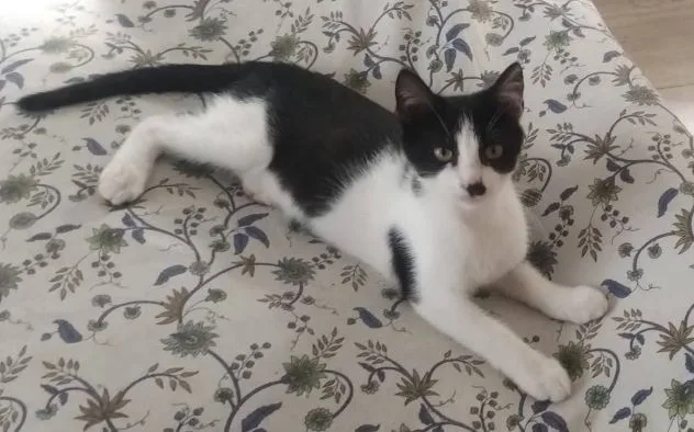 Tux, gatto in adozione a Latina