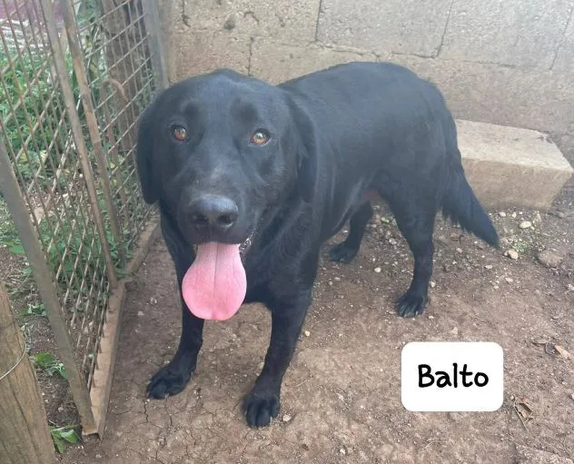 Balto, cane meticcio in adozione a Latina - foto 1