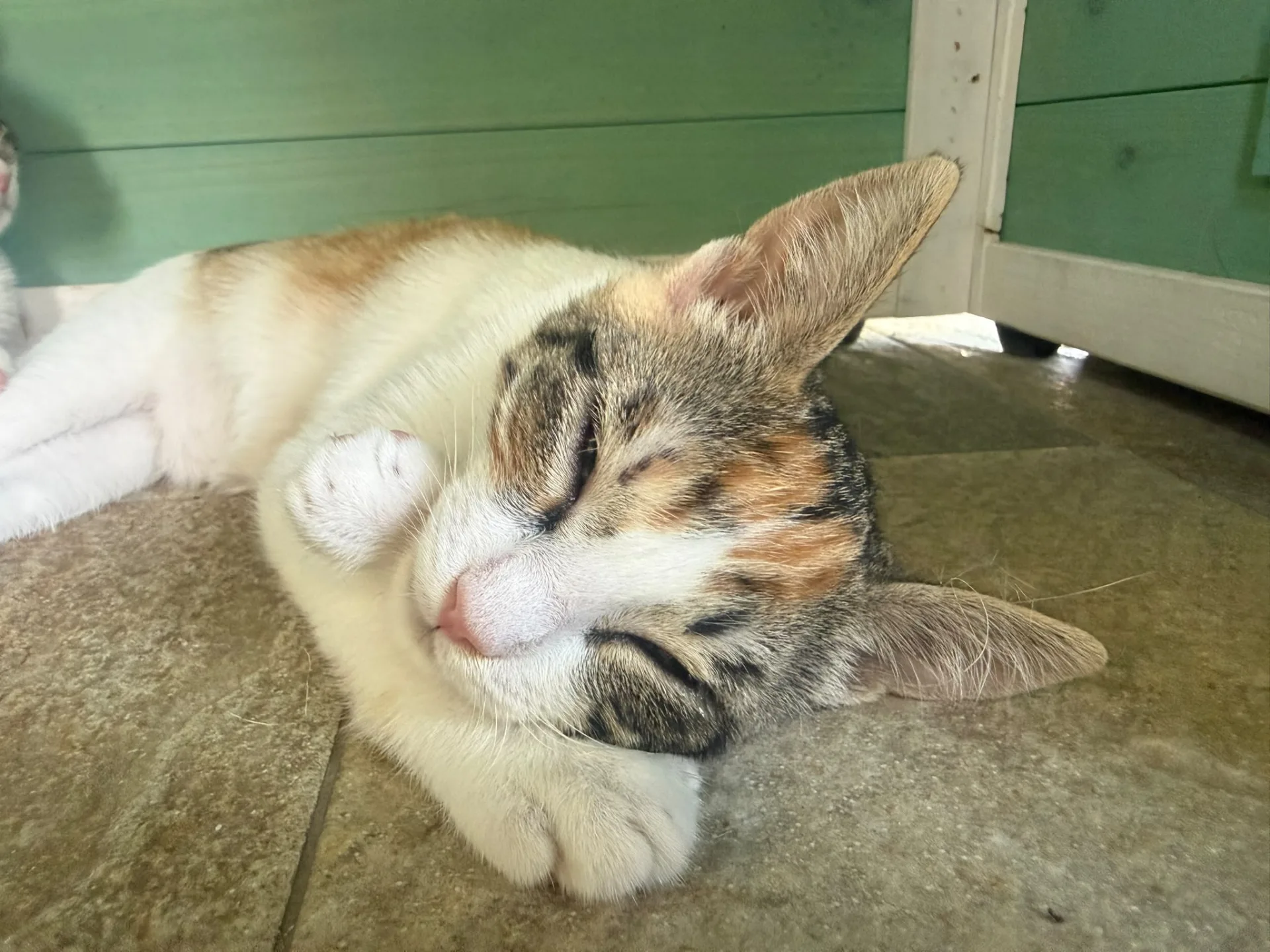 Bloom, gatto Europeo in adozione a Salerno - foto 1