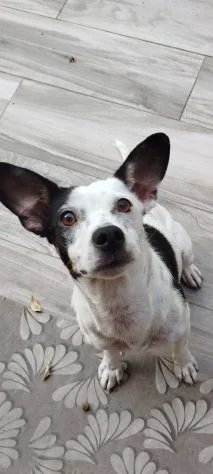 Macchietta, cane meticcio in adozione a Latina - foto 2