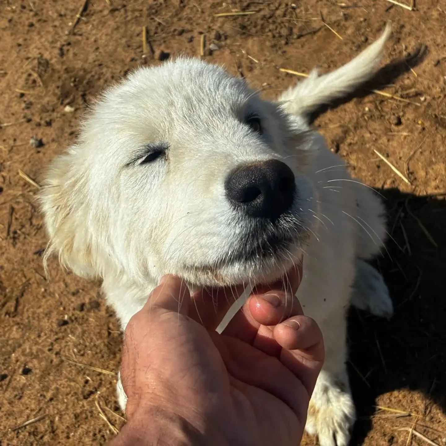 Mirtilla, cane in adozione a Latina - foto 2