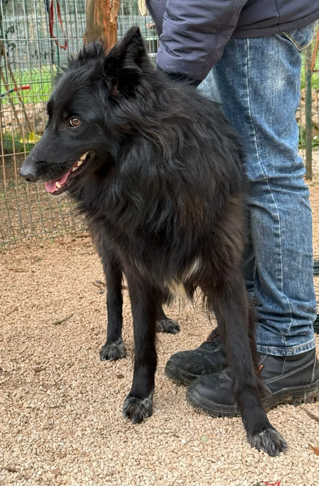 Diana, cane Meticcio simil pastore belga in adozione a Taranto - foto 3