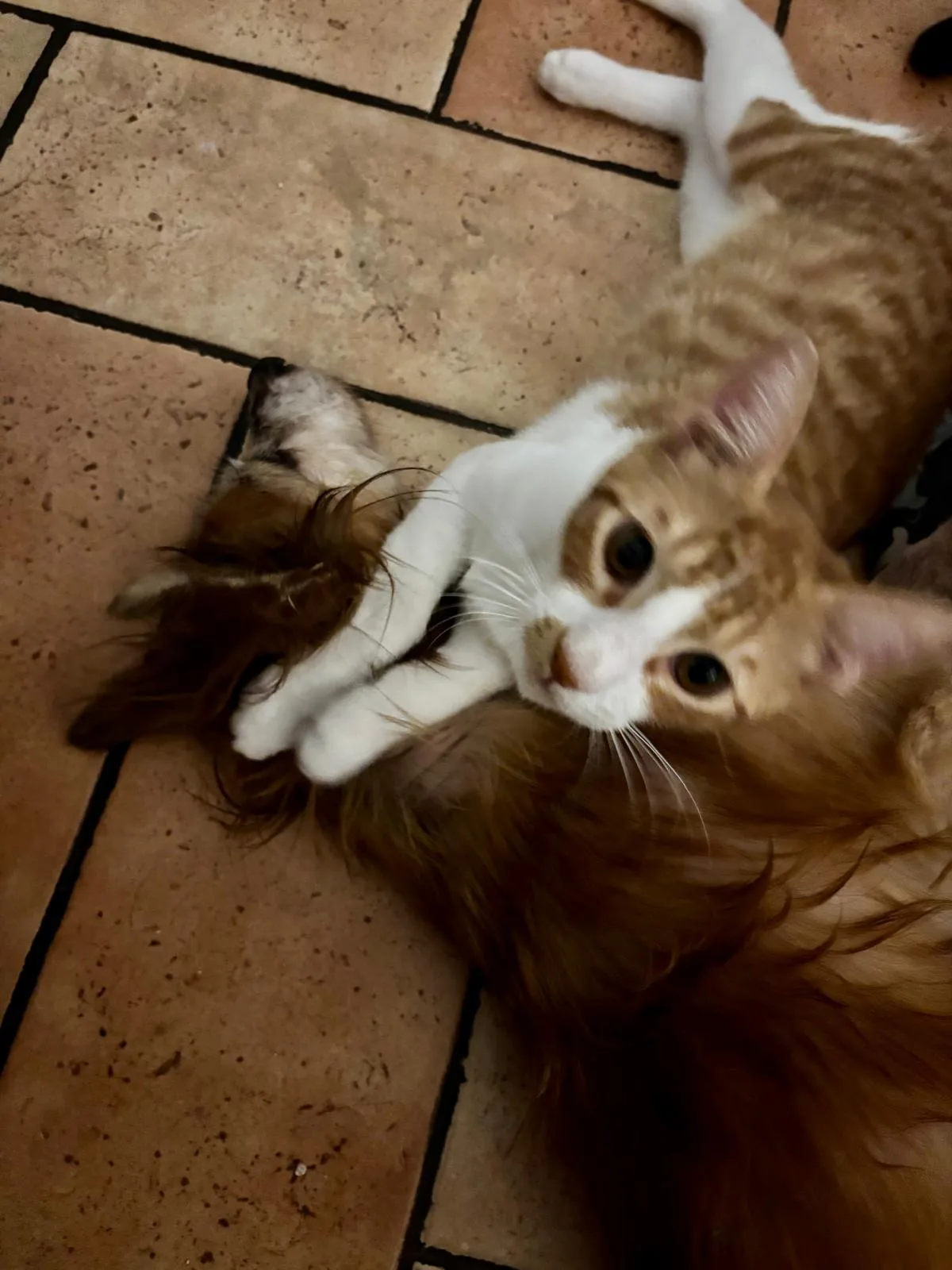 Leo, gatto in adozione a Trapani - foto 3
