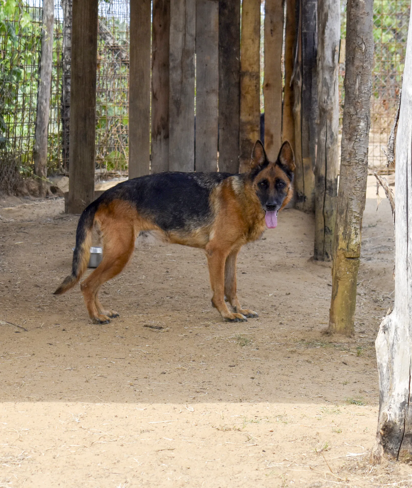 Foto 2 di Farah, cane Pastore Tedesco in adozione
