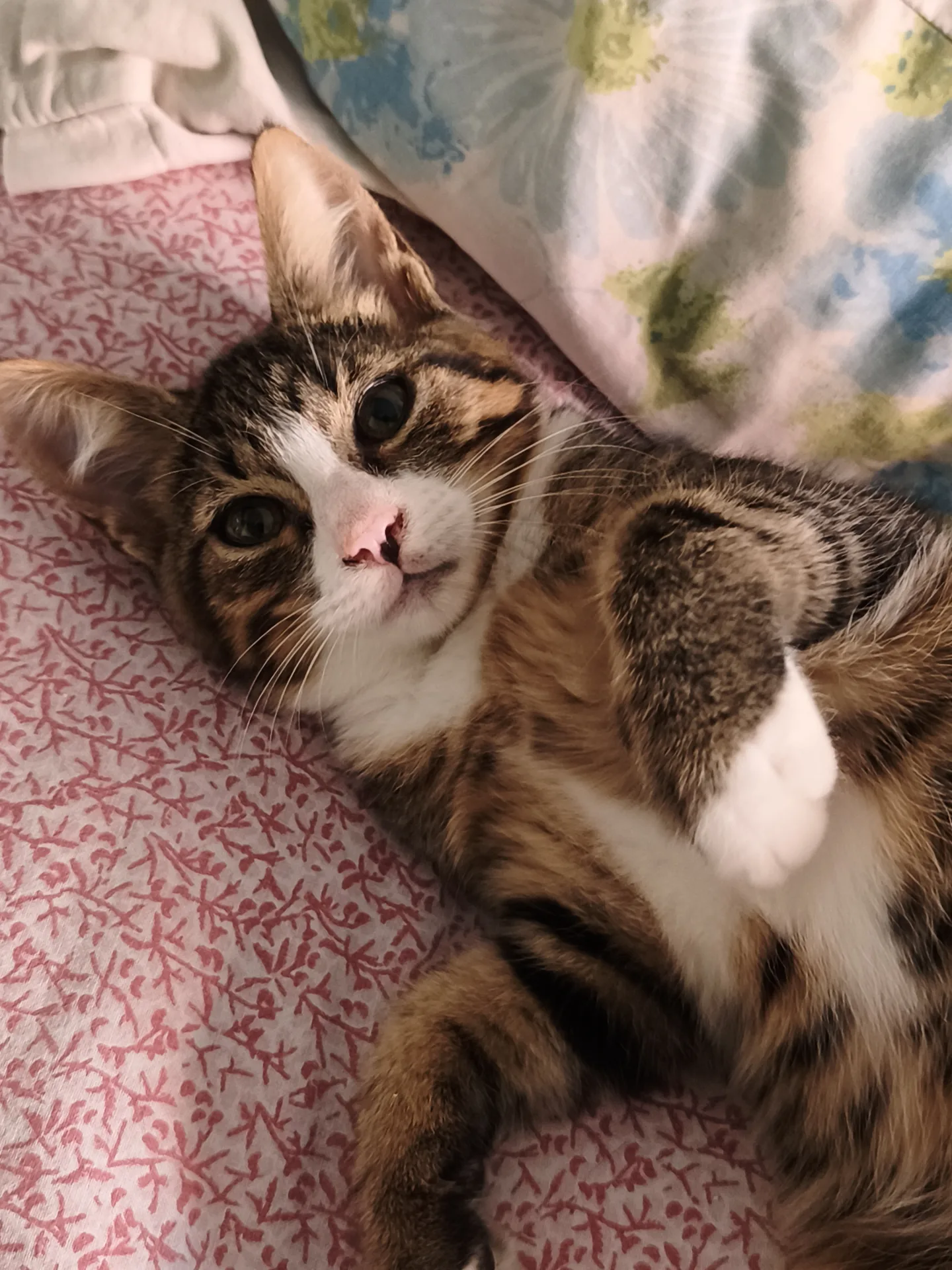 Bon Bon, gatto Europeo in adozione a Latina