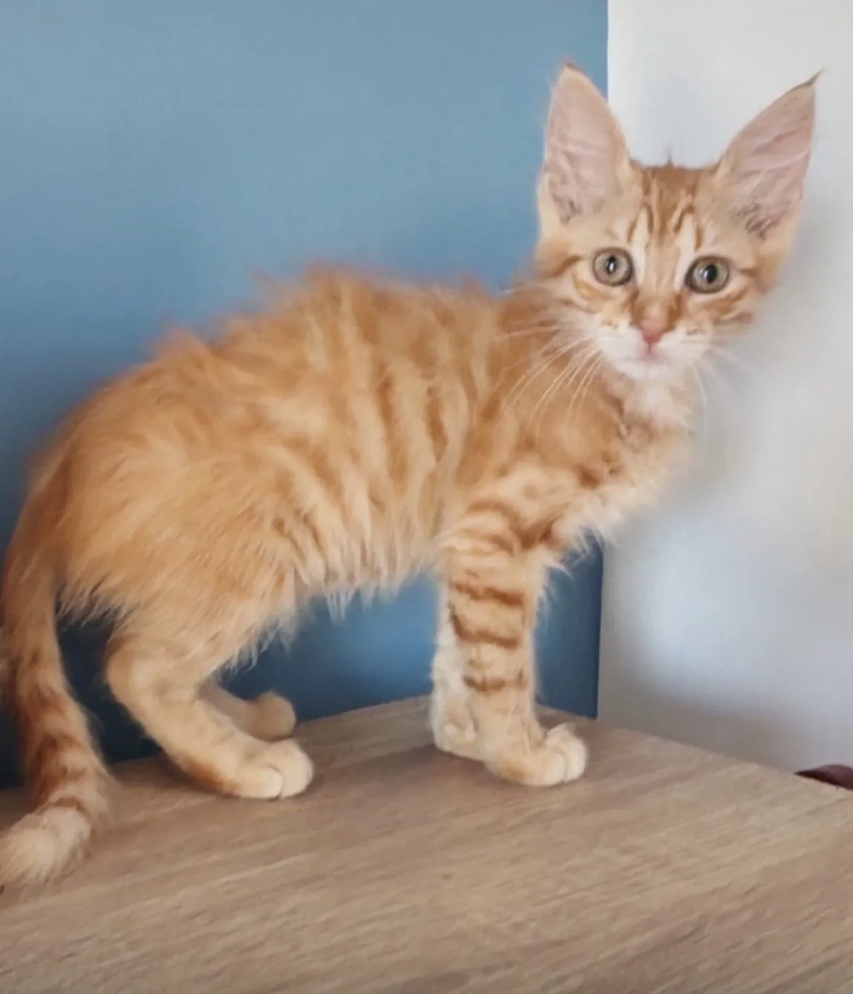 Save e Tita, gatto Europeo in adozione a Vibo Valentia - foto 2