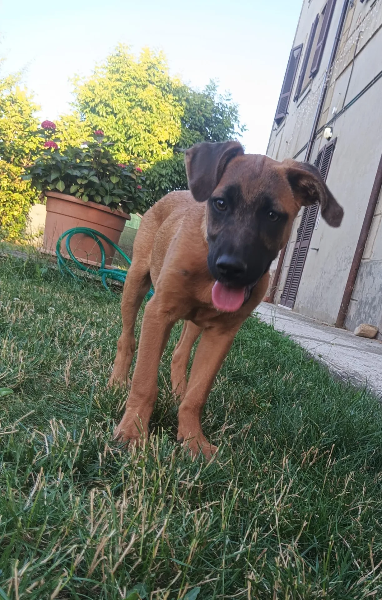 Zigo, cane Meticcio in adozione a Piacenza - foto 3