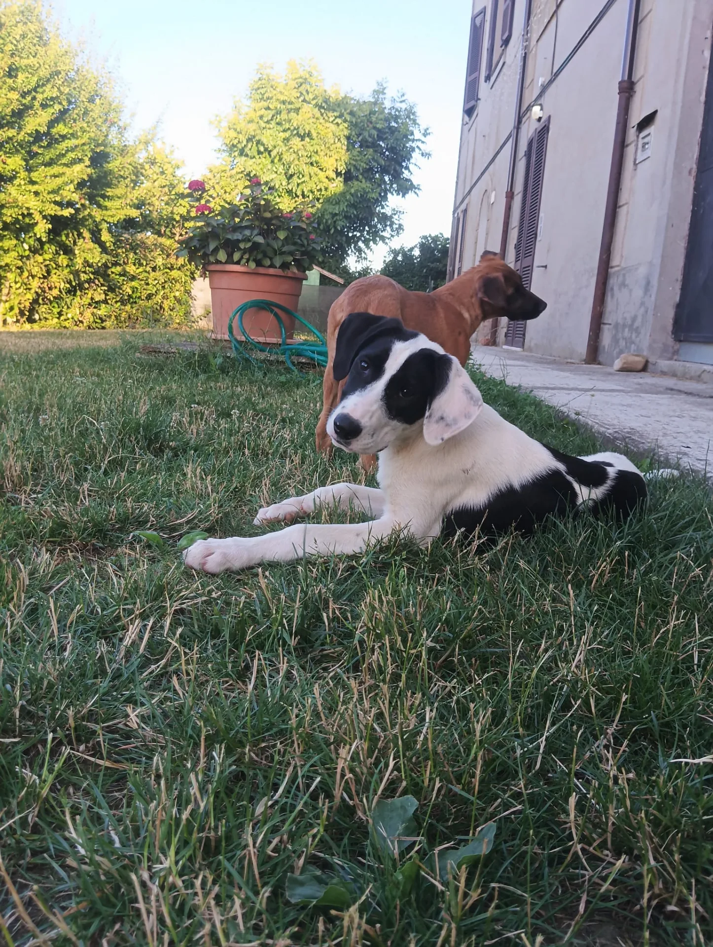 Cannella, cane Meticcia in adozione a Piacenza - foto 3