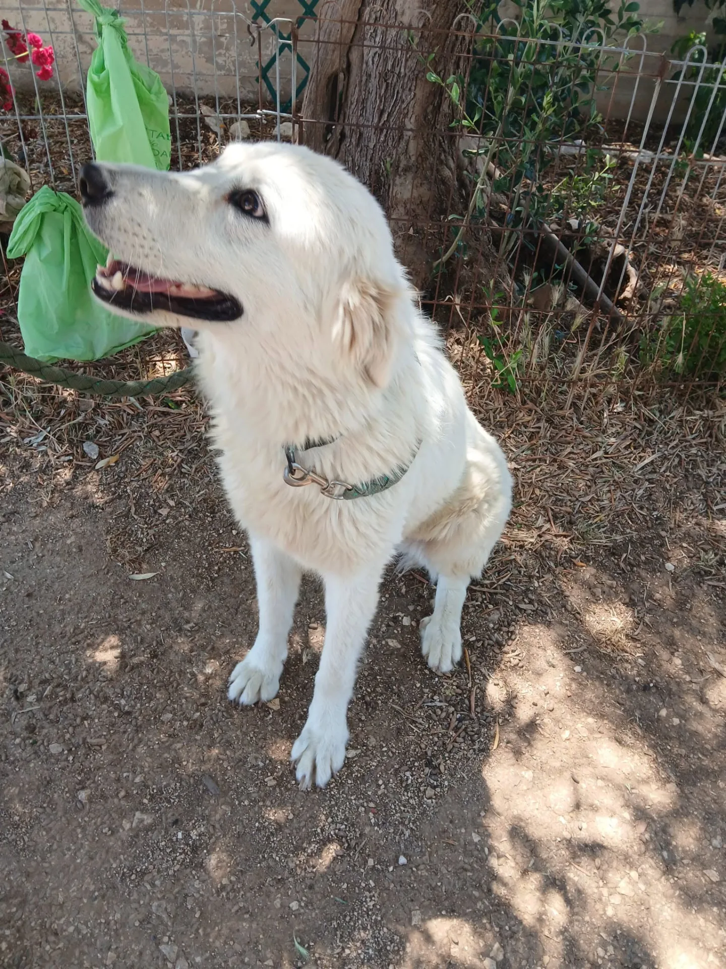 Sally, cane Maremmana in adozione a Bari - foto 4