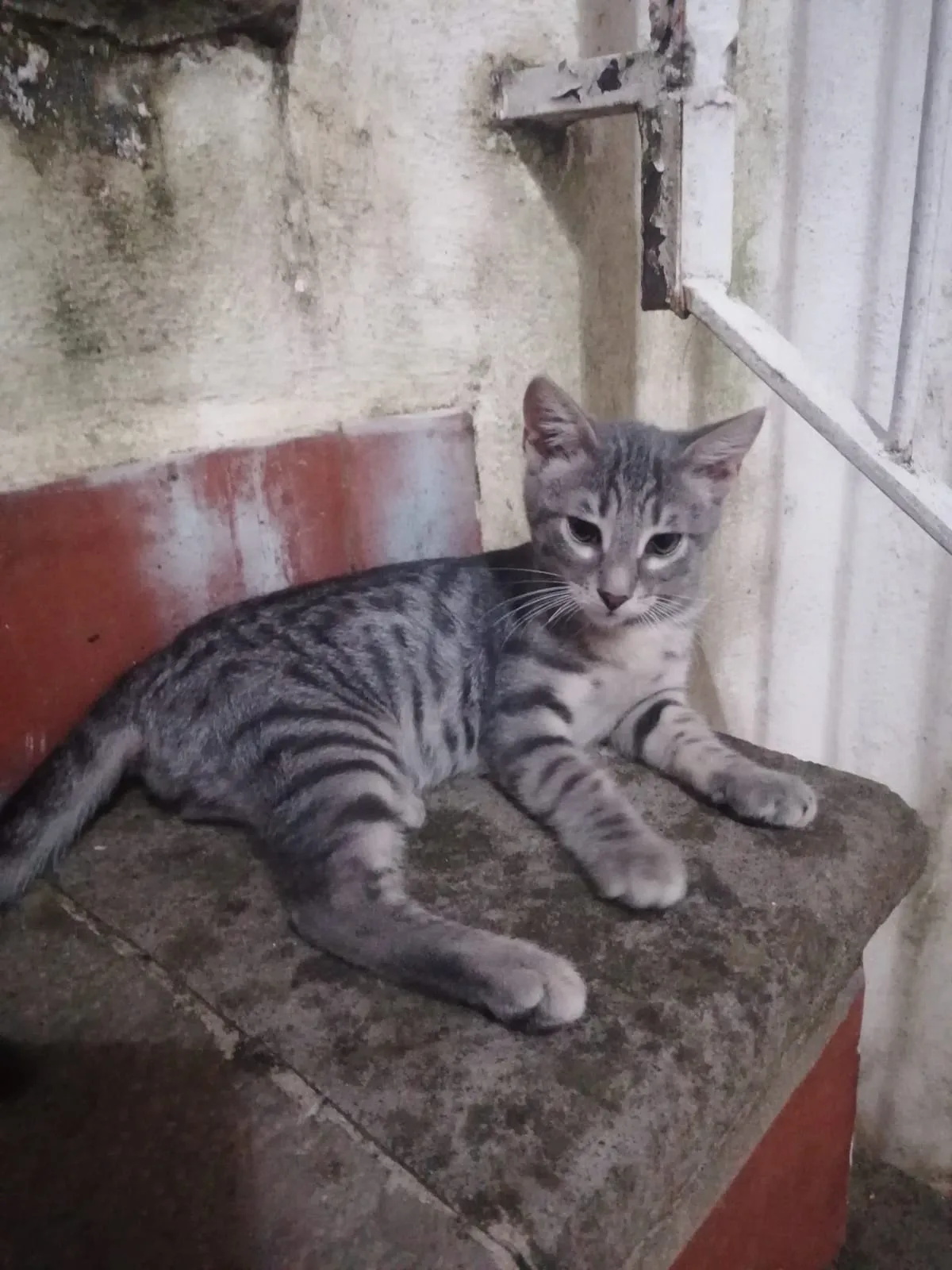 Nebbia e Romeo, gatto in adozione a Caserta - foto 3