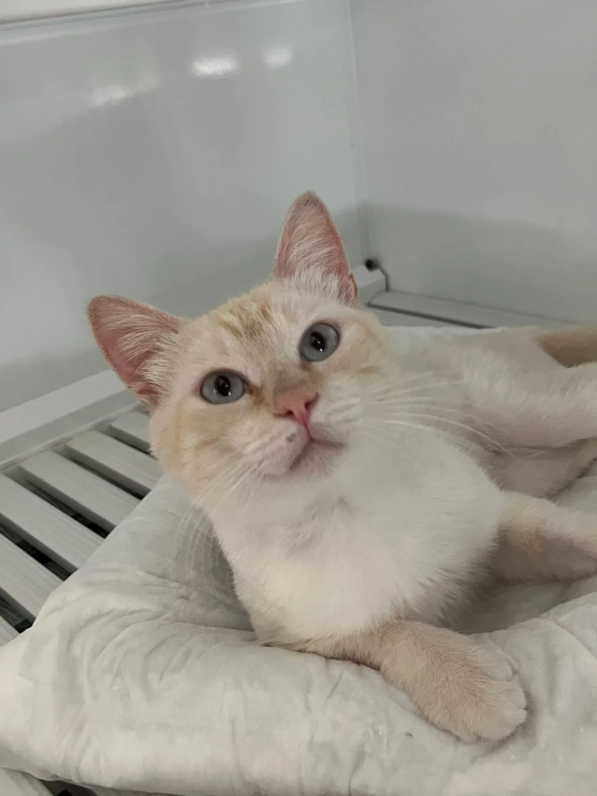 ETTORE, gatto EUROPEO in adozione a Bari - foto 1
