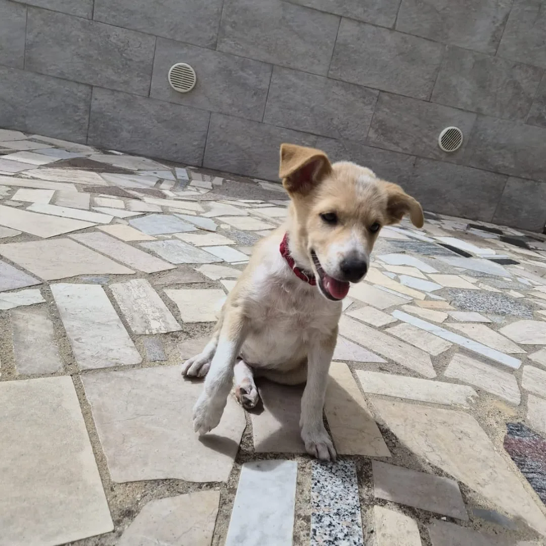 Fiamma, cane Meticcio in adozione a Crotone - foto 3