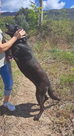 Ciccia, cane meticcia in adozione a Roma - foto 3