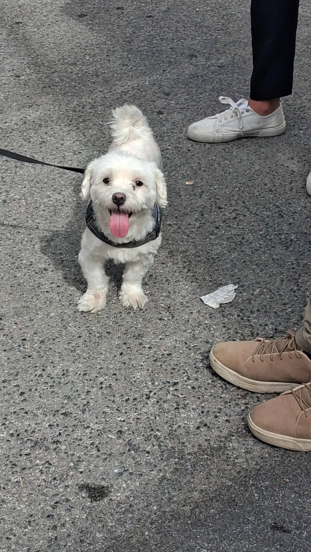 Ciko, cane Maltese in adozione a Vibo Valentia - foto 1