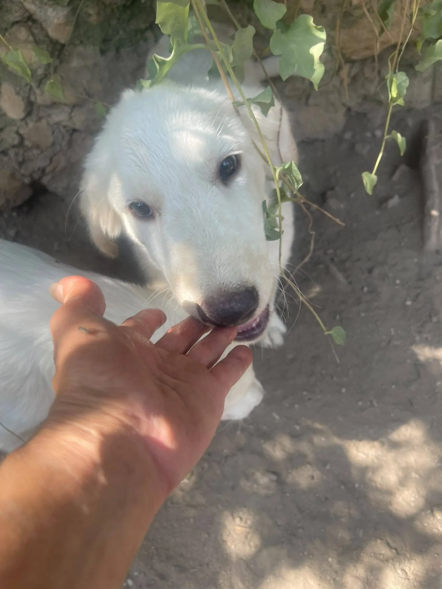 Marella, cane meticcio in adozione a Latina - foto 1
