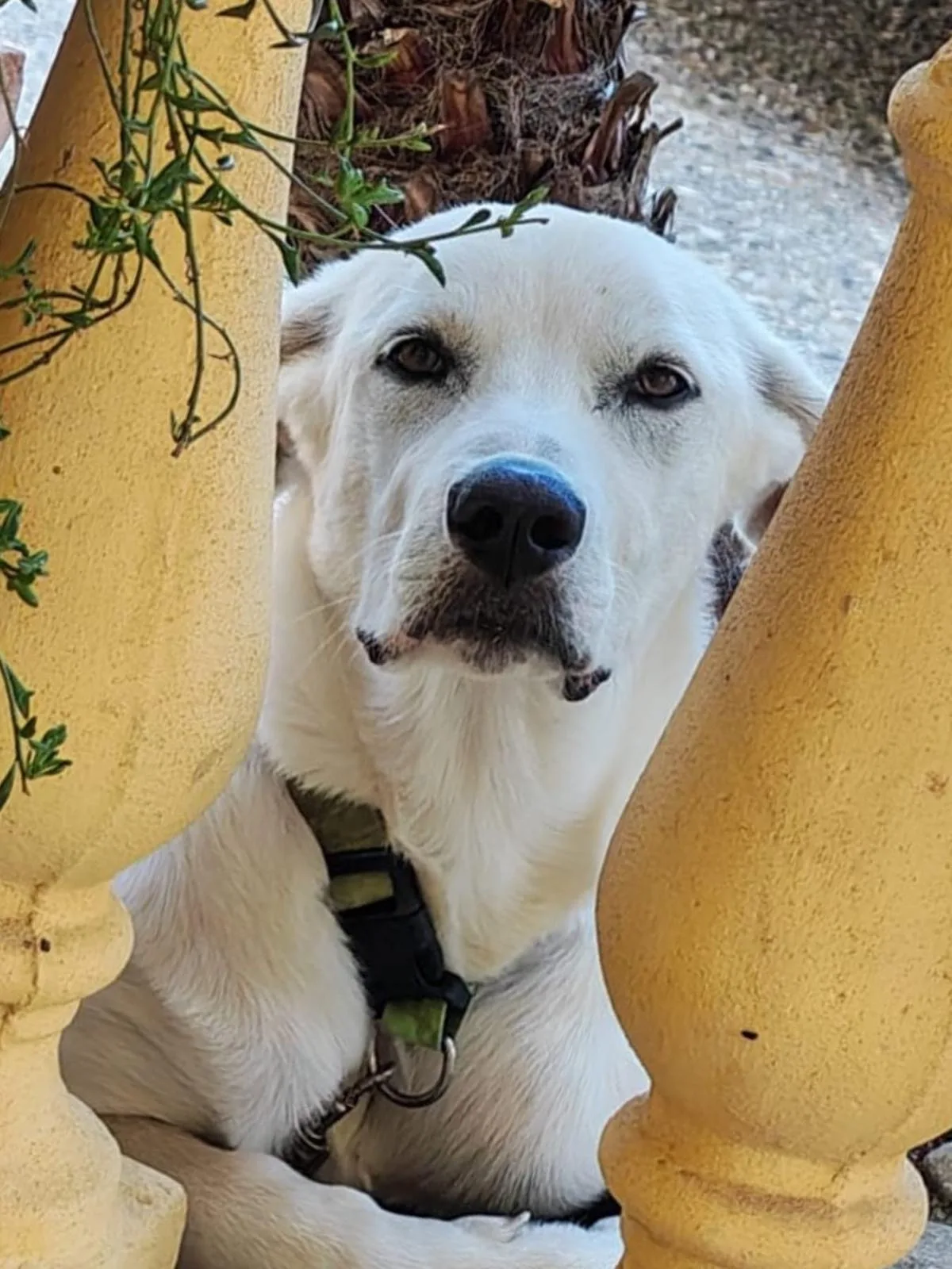 Yoshi, cane Meticcio in adozione a Crotone - foto 3