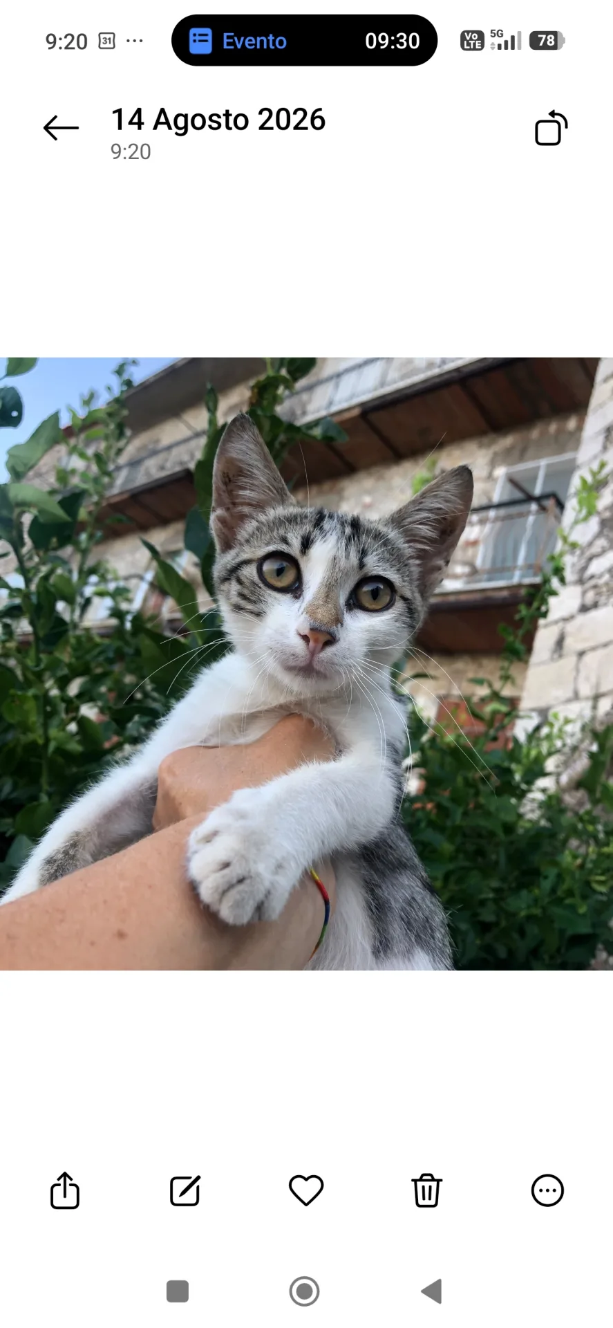 Foto 1 di Minu', gatto Europeo in adozione