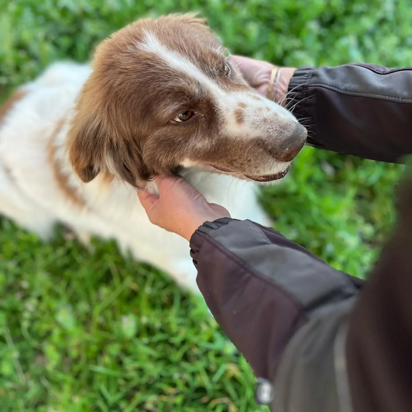 Michele, cane mix border collie in adozione a Latina - foto 3