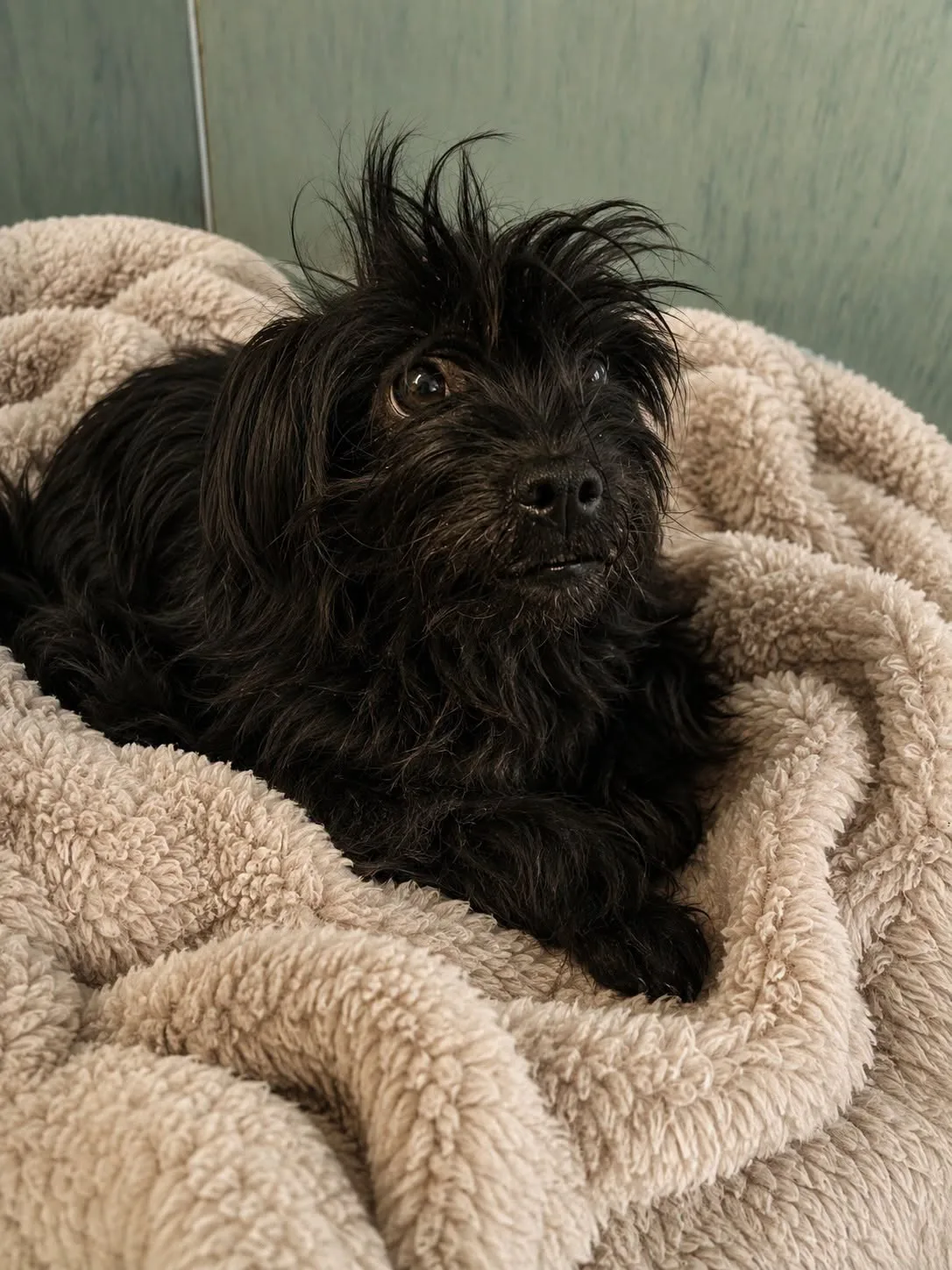 Sophia, cane meticcio in adozione a Avellino - foto 2