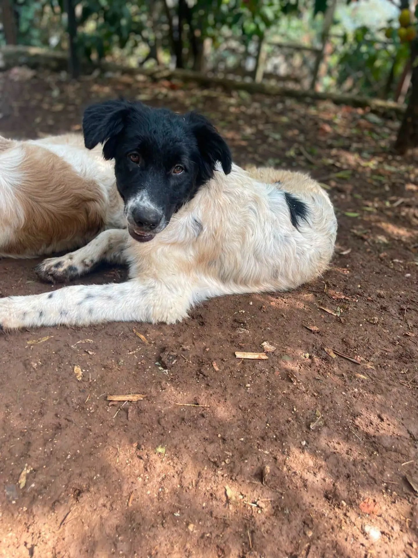 Mimì, cane meticcio in adozione a Latina - foto 5