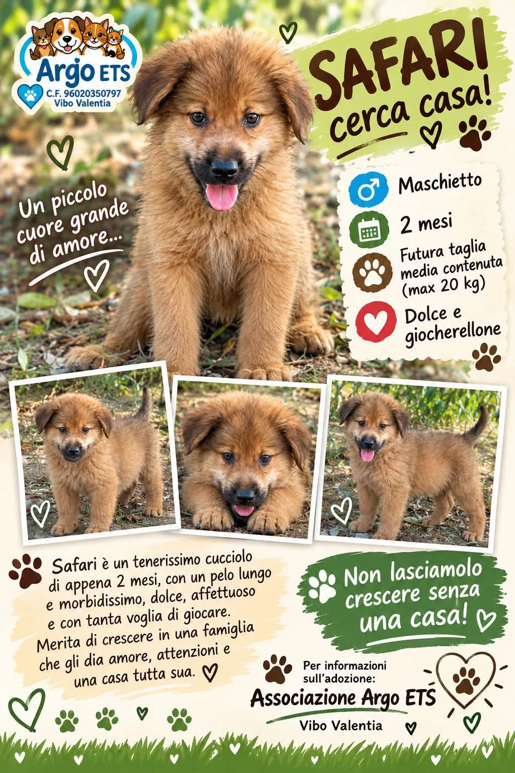 Safari, cane Meticcio in adozione a Vibo Valentia