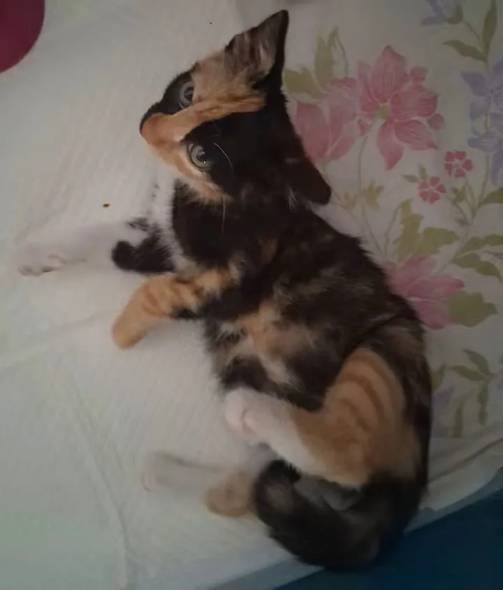 Kikio, gatto Europea in adozione a Alessandria - foto 3