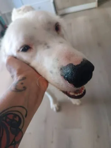 Neve adozione cane sordo, cane meticcio in adozione a Latina - foto 5