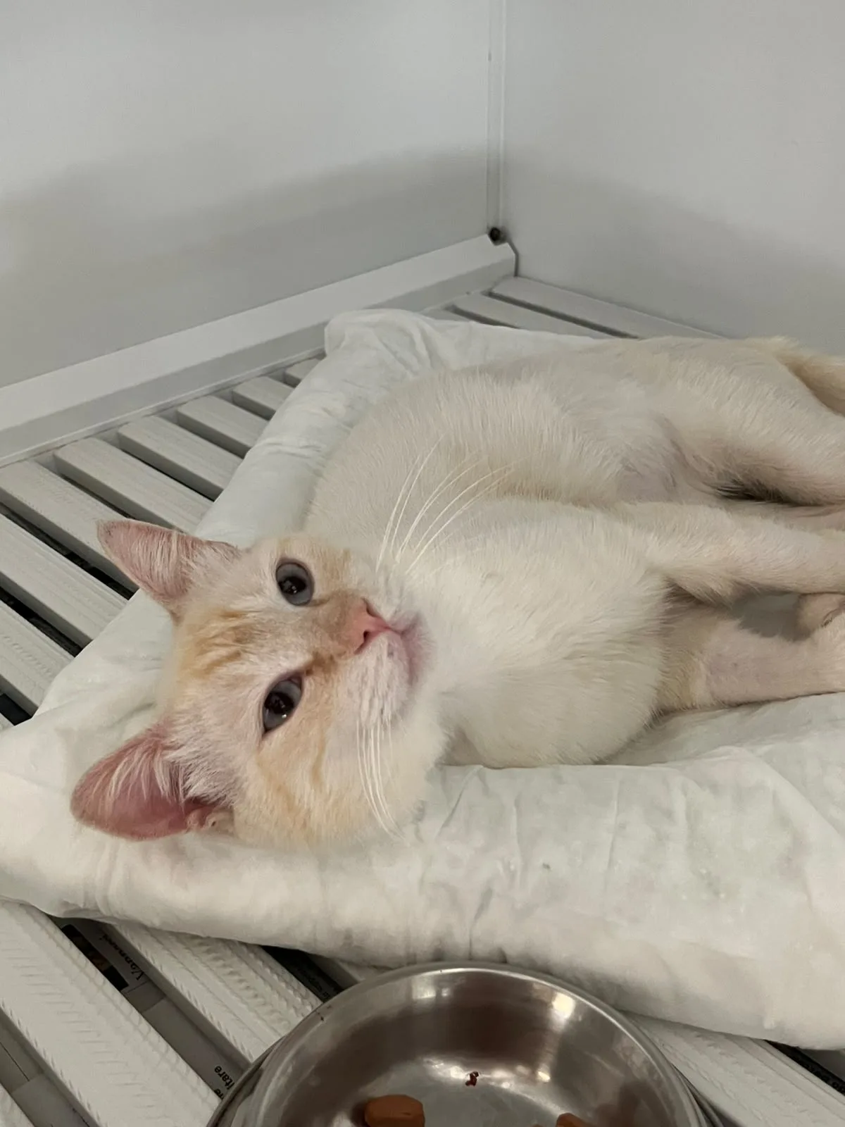 ETTORE, gatto EUROPEO in adozione a Bari - foto 2